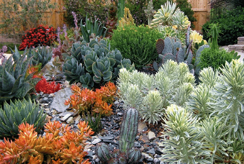 Creating a Succulent Garden: 101 Creating a Succulent Garden 101 255637 1 - Creating a Succulent Garden: 101